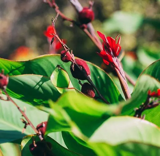 Hétvégi ház Rural La Casa Amarilla Los Silos