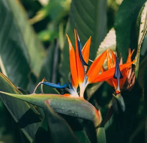 Hétvégi ház Rural La Casa Amarilla Los Silos