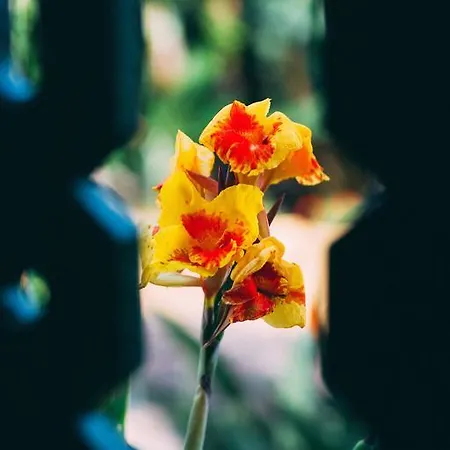 Rural La Casa Amarilla Gospodarstwo wiejskie *