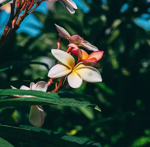 Rural La Casa Amarilla カントリーハウス ロス・シロス