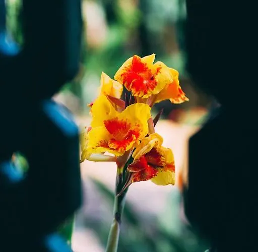 Rural La Casa Amarilla カントリーハウス *