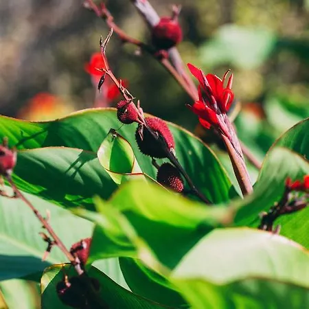 Venkovský dům Rural La Casa Amarilla Los Silos